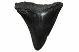 Juvenile Megalodon Tooth - South Carolina #375926-1